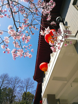 樱花