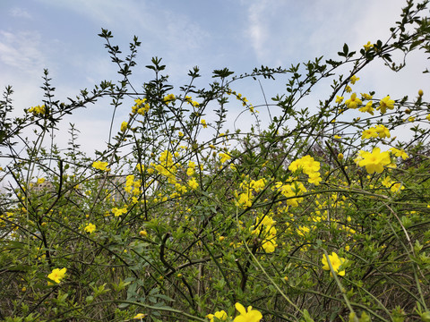 迎春花大图