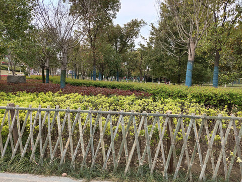 公园绿植