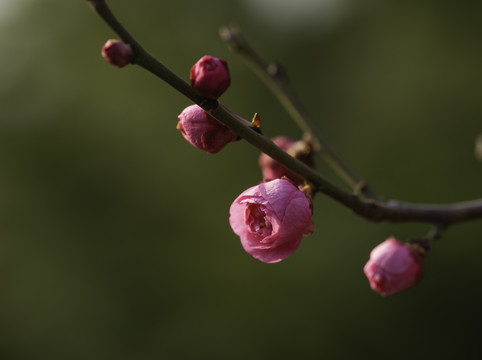红梅
