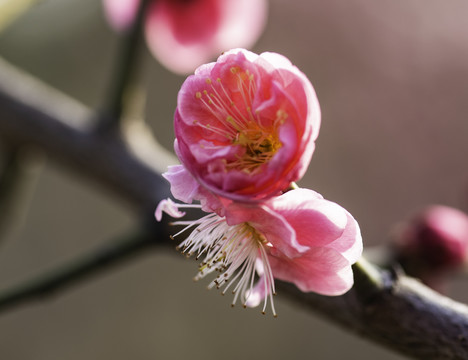 红梅