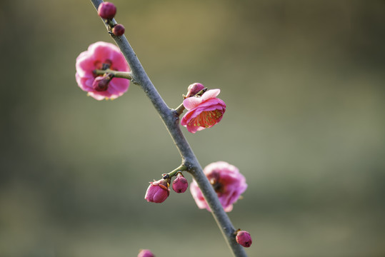 红梅