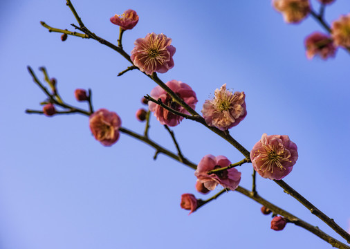 红梅