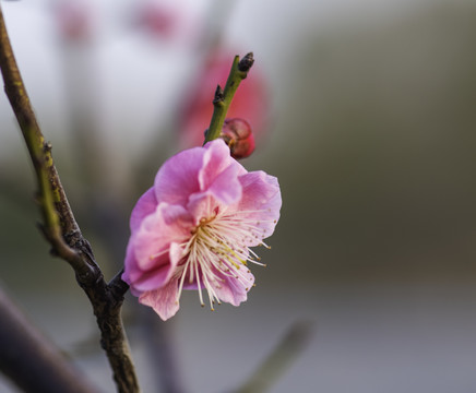 红梅