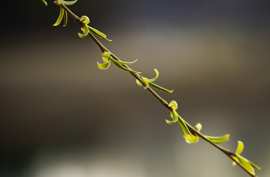 柳芽