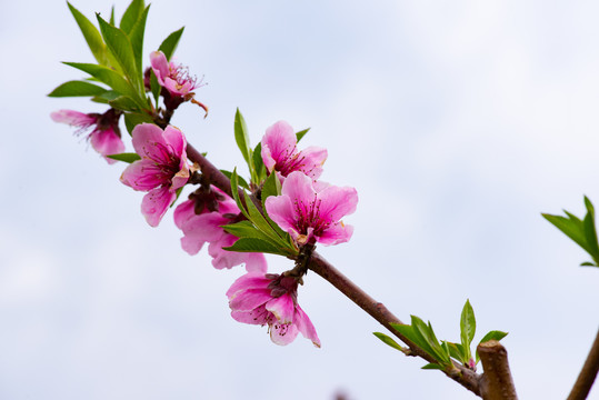 桃花