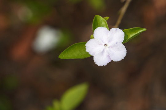 番茉莉二色茉莉长叶鸳鸯茉莉花