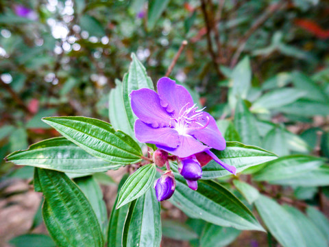 角茎野牡丹