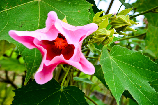 木芙蓉