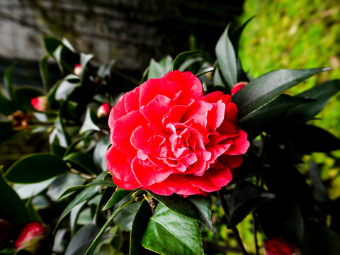 山茶花