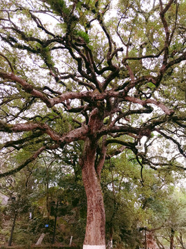 百年老树