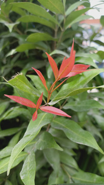 红叶石楠