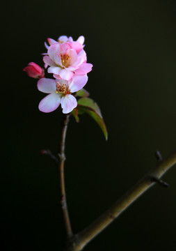 拔丝海棠