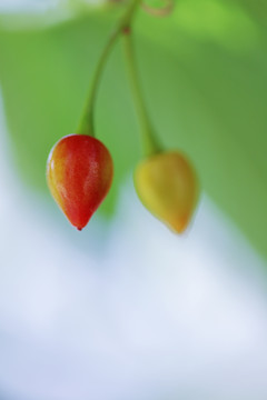 樱花果实