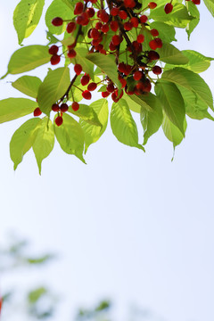 樱花果实