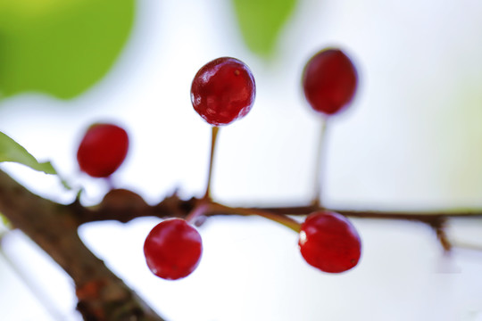 樱花果实