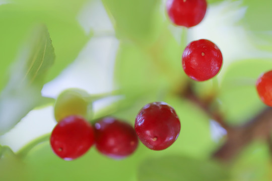 樱花果实