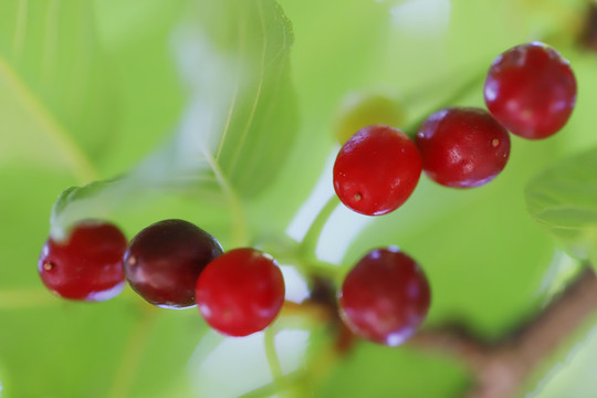 樱花果实