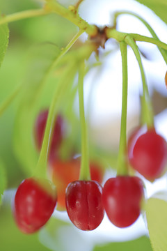 樱花果实