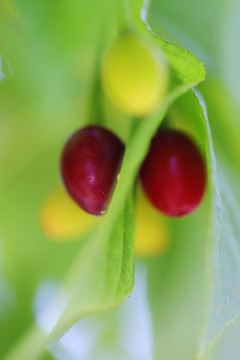 樱花果实