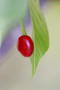 樱花果实