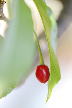 樱花果实