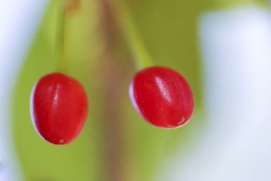 樱花果实