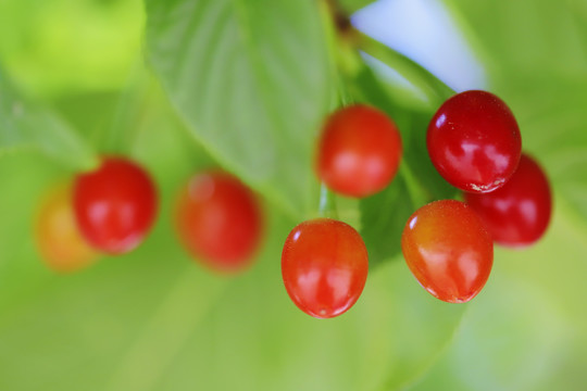 樱花果实