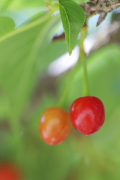 樱花果实