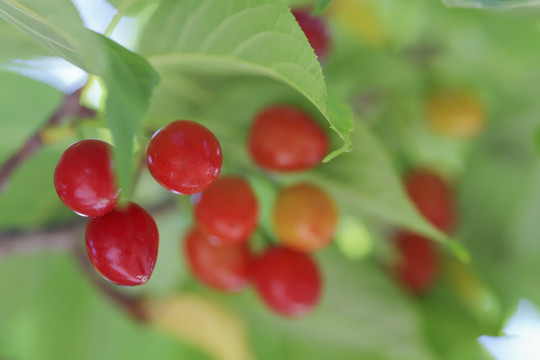 樱花果实