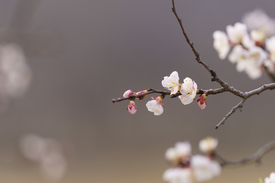 画意杏花枝