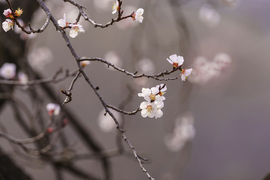 画意杏花枝