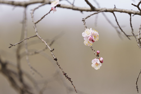 画意杏花枝