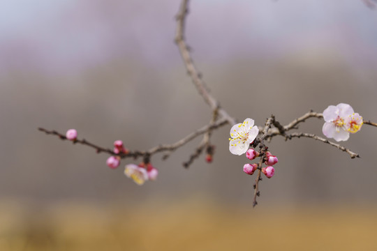 画意杏花枝