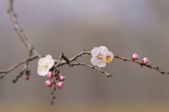 画意杏花枝