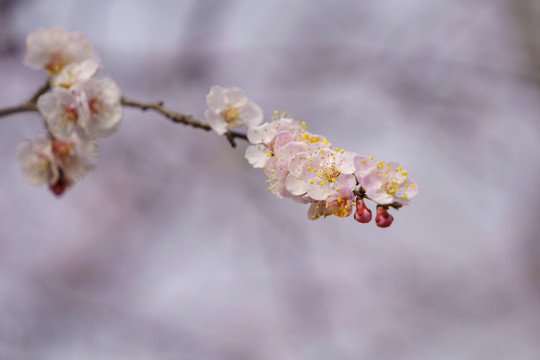 画意杏花枝