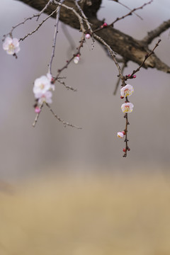 春天画意杏花