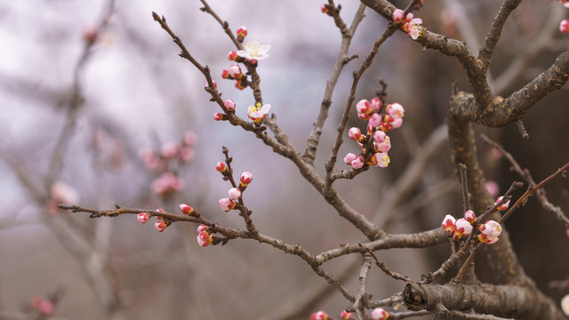 杏花含苞欲放