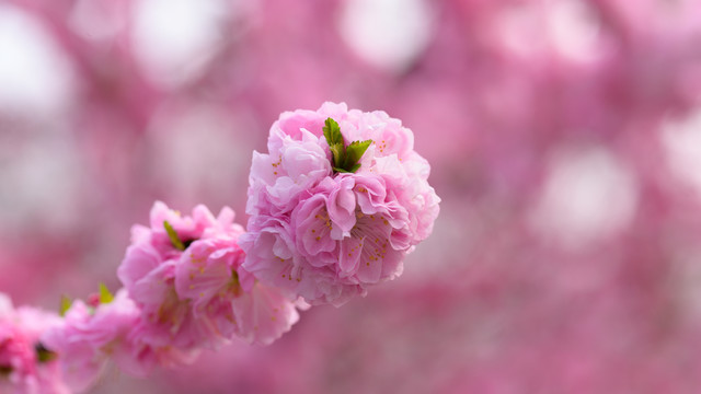 花树