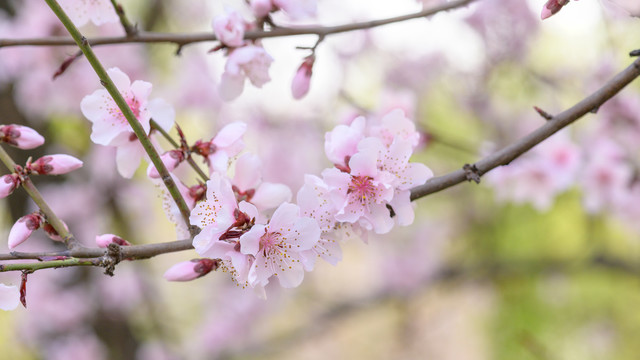 桃花