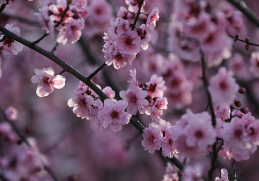 樱花