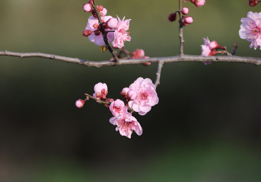 樱花