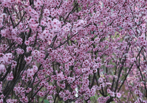 樱花