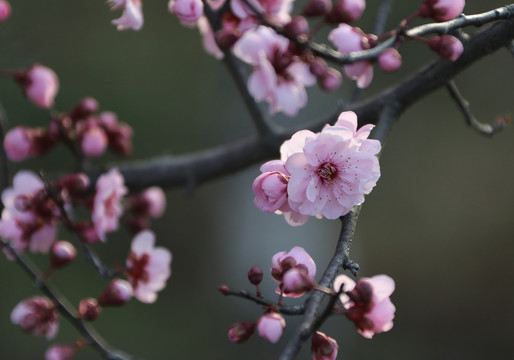 樱花