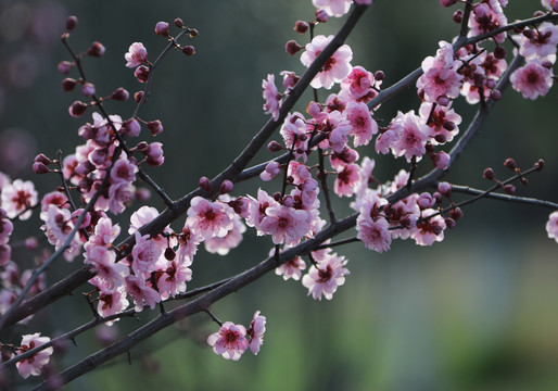 樱花