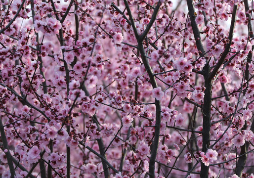 樱花