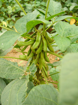 豆科植物大豆的荚果