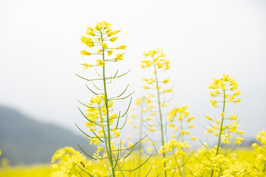 油菜花