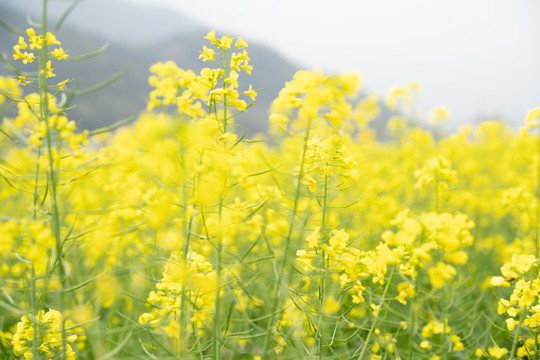 油菜花