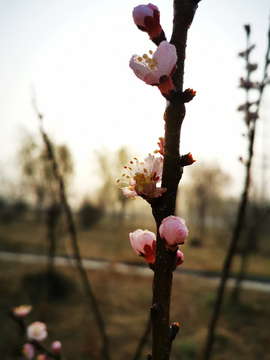 花枝